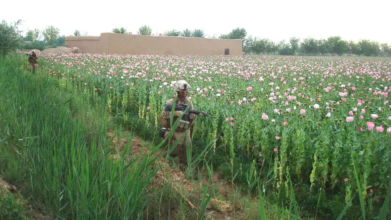 Marines from Charlie Company, 1 battalion 6th Marines regiment patrol though a poppy field in Marjah, Afghanistan, 2010 (Photo: Puckett88, licensed under CC BY-SA 3.0)