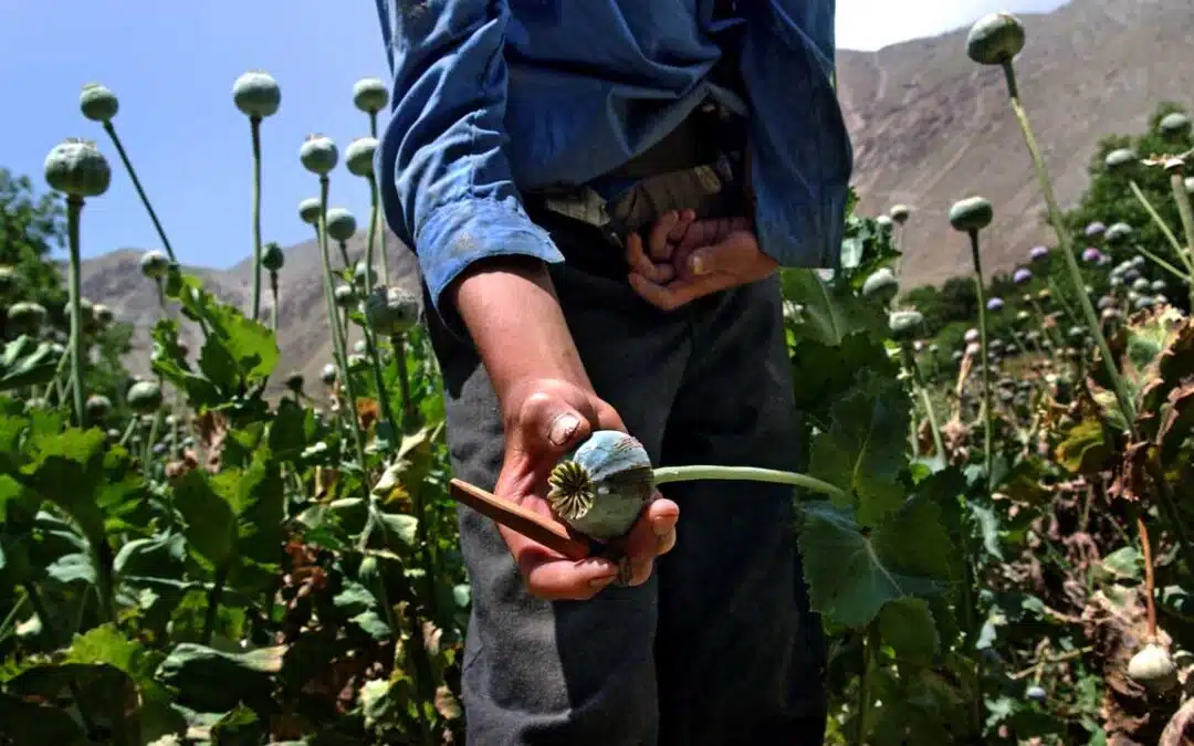 New York Times Misleads on Taliban Role in Opium Trade