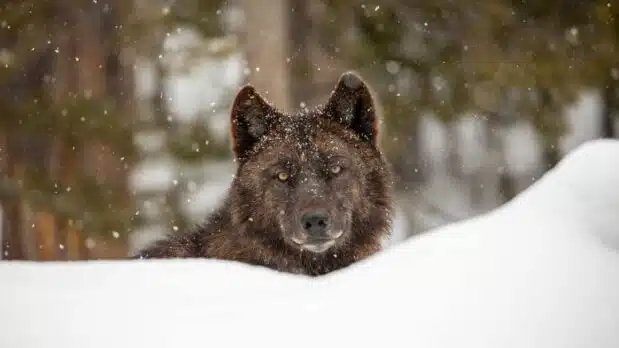 A wolf in the Firehole area of Yellowstone National Park (Photo by Jim Peaco, National Park Service/Public Domain)